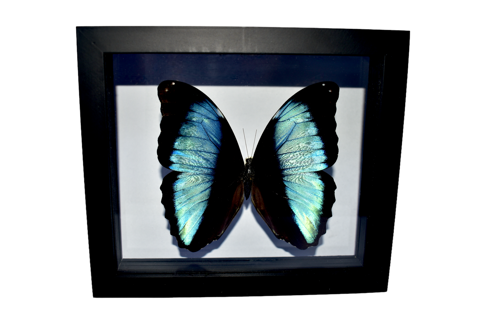 MORPHO-DEIDAMIA-Photoroom6