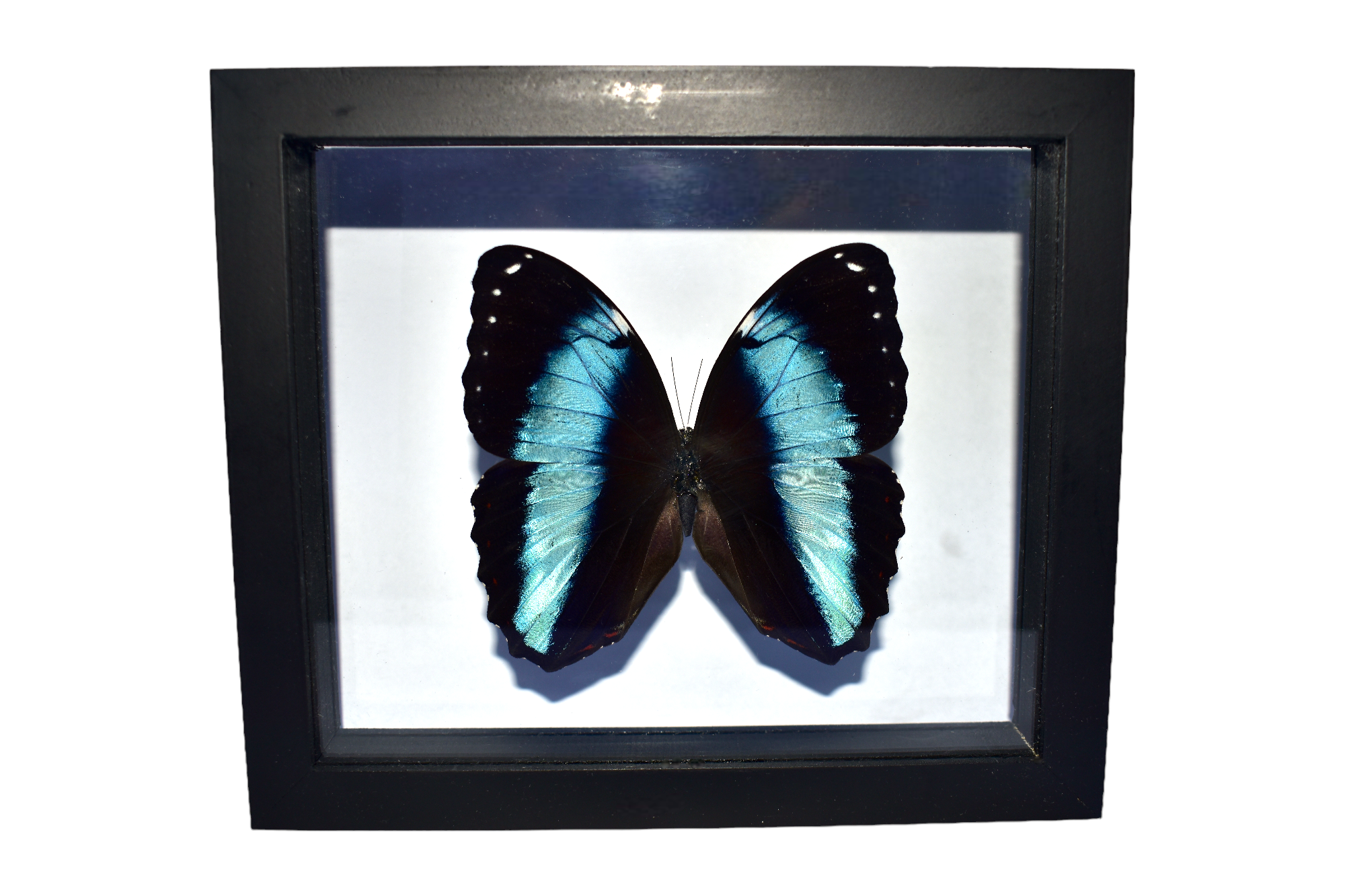 MORPHO-DEIDAMIA-Photoroom