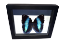 MORPHO-HELENOR4-Photoroom