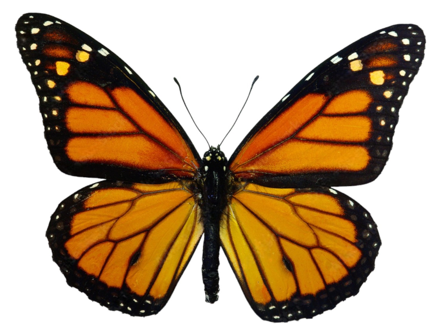 danaus-plexippus-sobre