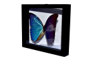 morpho-didius-3-Photoroom