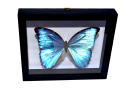 morpho-didius-4-Photoroom