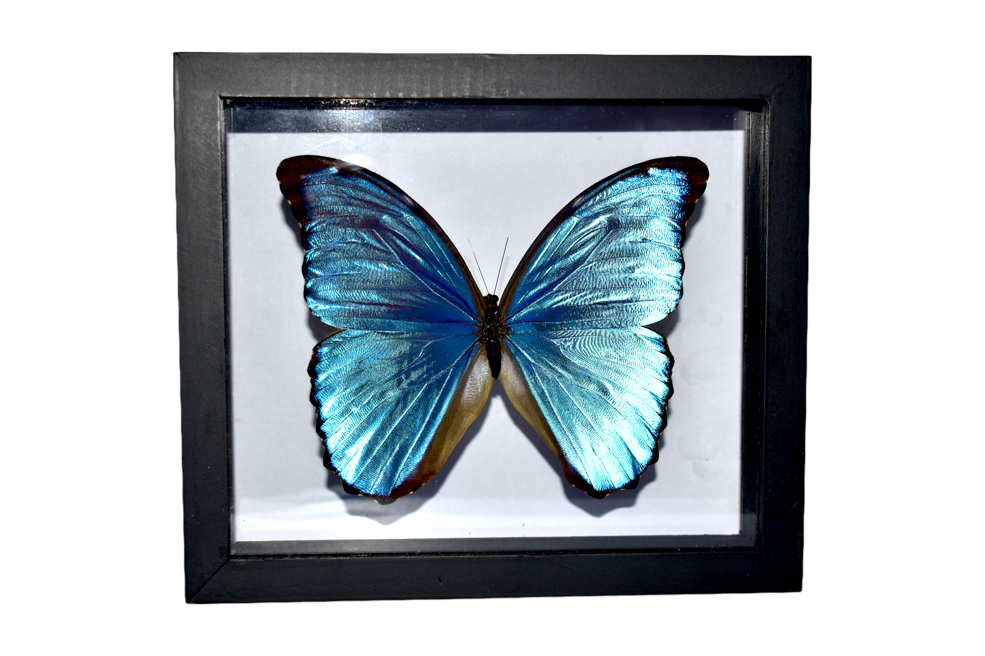 morpho-didius-Photoroom