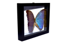 morpho-didius2