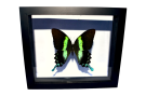 papilio-blumei4-Photoroom