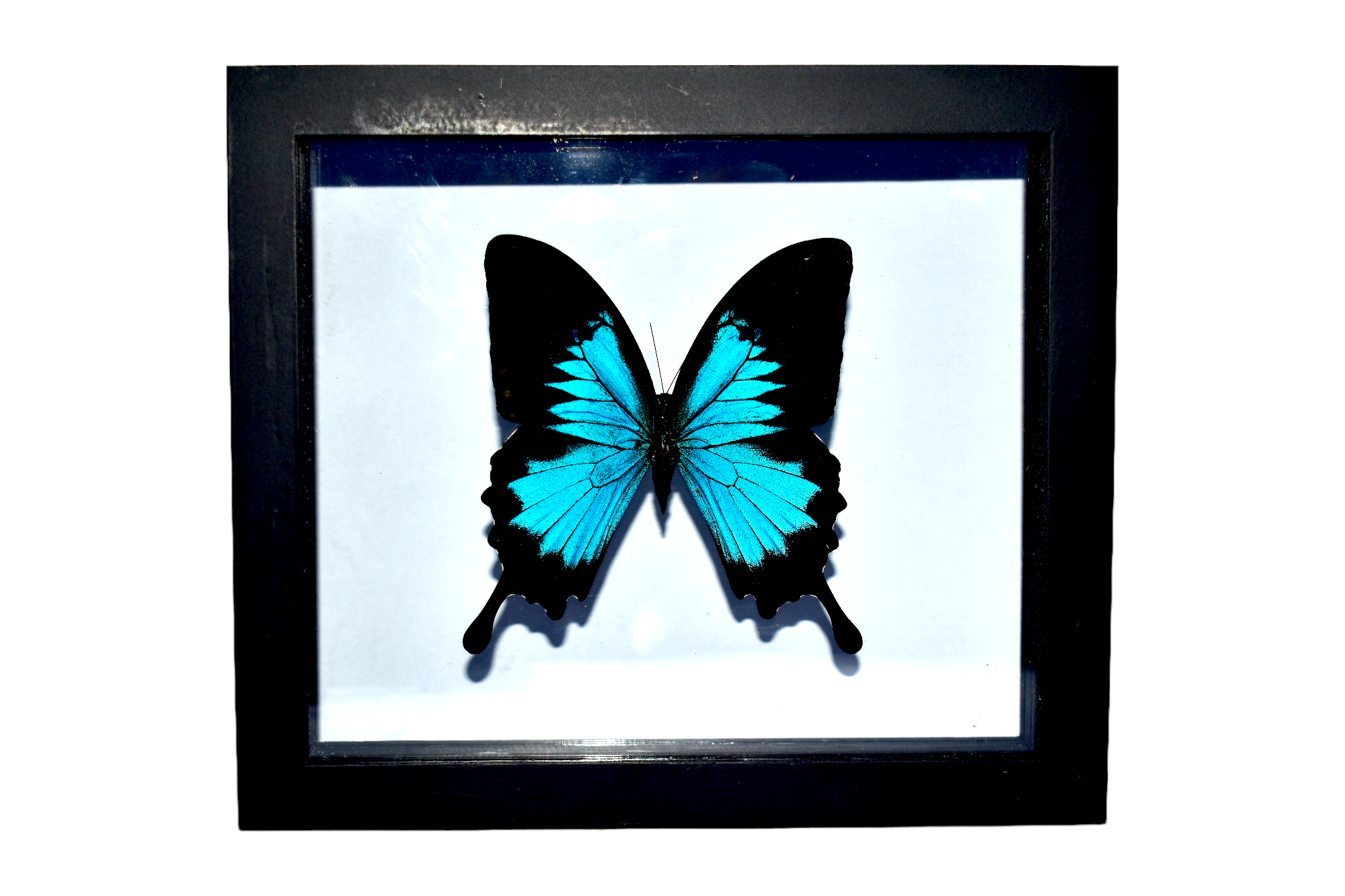 papilio-ulysses-Photoroom1