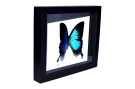 papilio-ulysses2-Photoroom